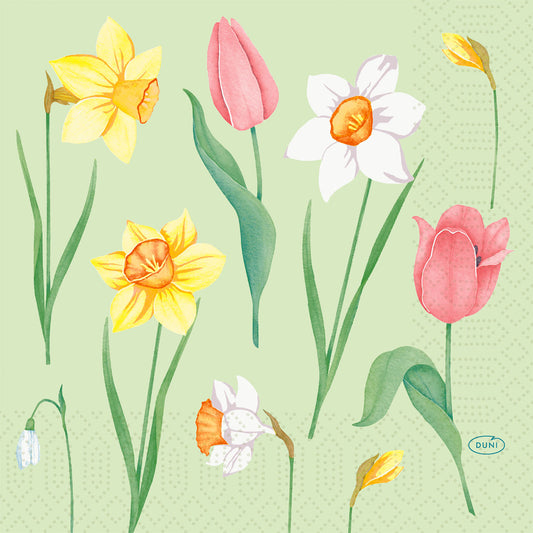 Illustration von Frühlingsblumen wie gelben Narzissen, rosa Tulpen und einem Schneeglöckchen auf hellem Grün - ideal für Duni GmbH Servietten 33 cm 3lagig Spring Melody Papierservietten, Packung mit 250 Stück.