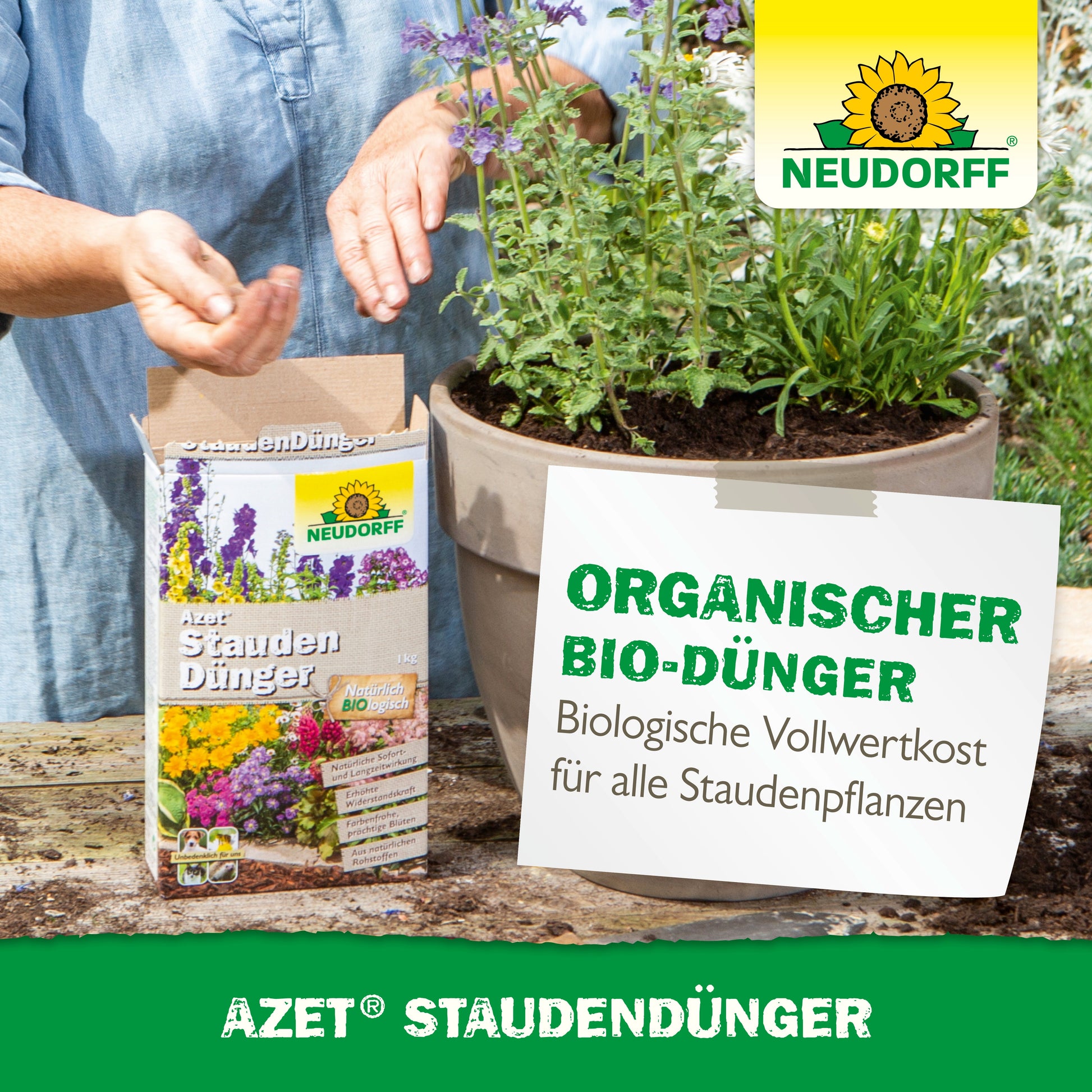 Eine Person streut Neudorff Shop Azet StaudenDünger auf die Erde in einem großen Gartentopf mit blühenden Stauden. Die Produktverpackung und ein Schild, das für organischen Dünger für Stauden wirbt, sind sichtbar.