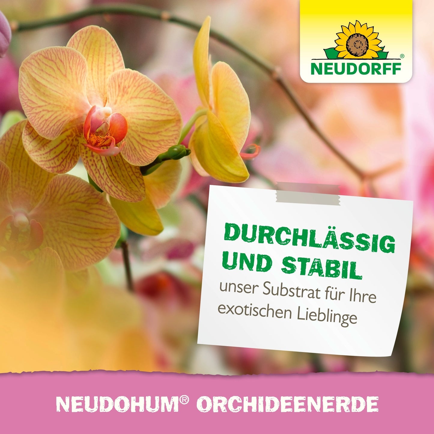 Lähikuva keltaisista ja vaaleanpunaisista orkideoista valkoisella kyltillä näyttää NeudoHum OrchideenErde -pussin Neudorff Shopista. Oikeassa yläkulmassa näkyy Neudorff-logo auringonkukalla. Ihanteellisia vinkkejä uudelleenistutukseen ja terveeseen orkideoiden kasvuun.